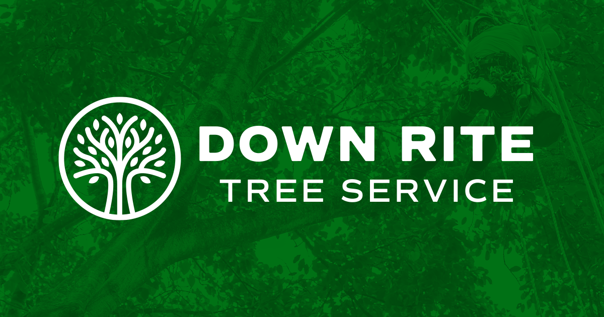 Down Rite Tree Milwaukee's 1 Tree Removal & Trimming & Service